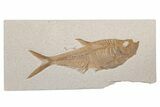 Fossil Fish (Diplomystus) - Green River Formation #214127-1